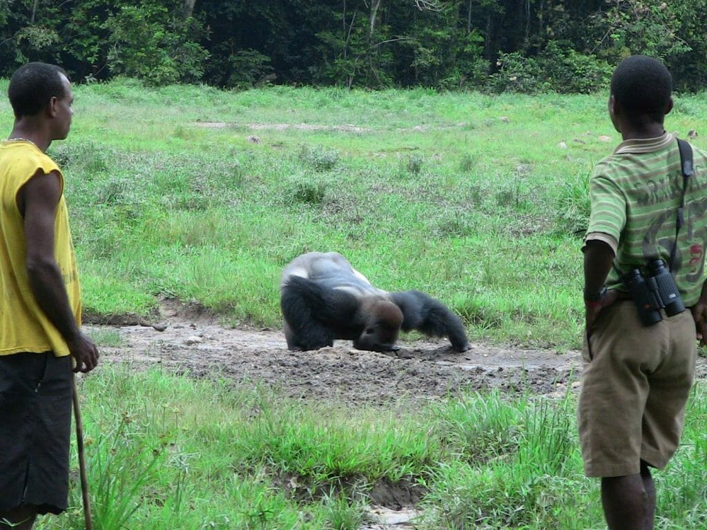 Lowland Gorilla, Bai Hokou with trackers, Dzanga Sangha Reserve, Central African Republi