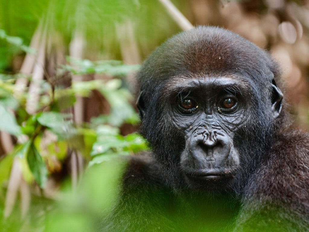 Lowland Gorilla, Congo