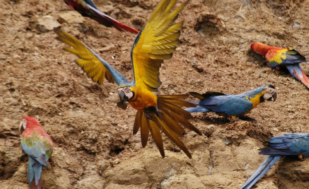 Macaws, Amazon, Peru