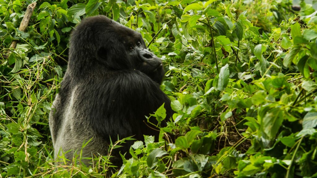 Silverback gorillas, Volcanoes National Park, Rwanda
