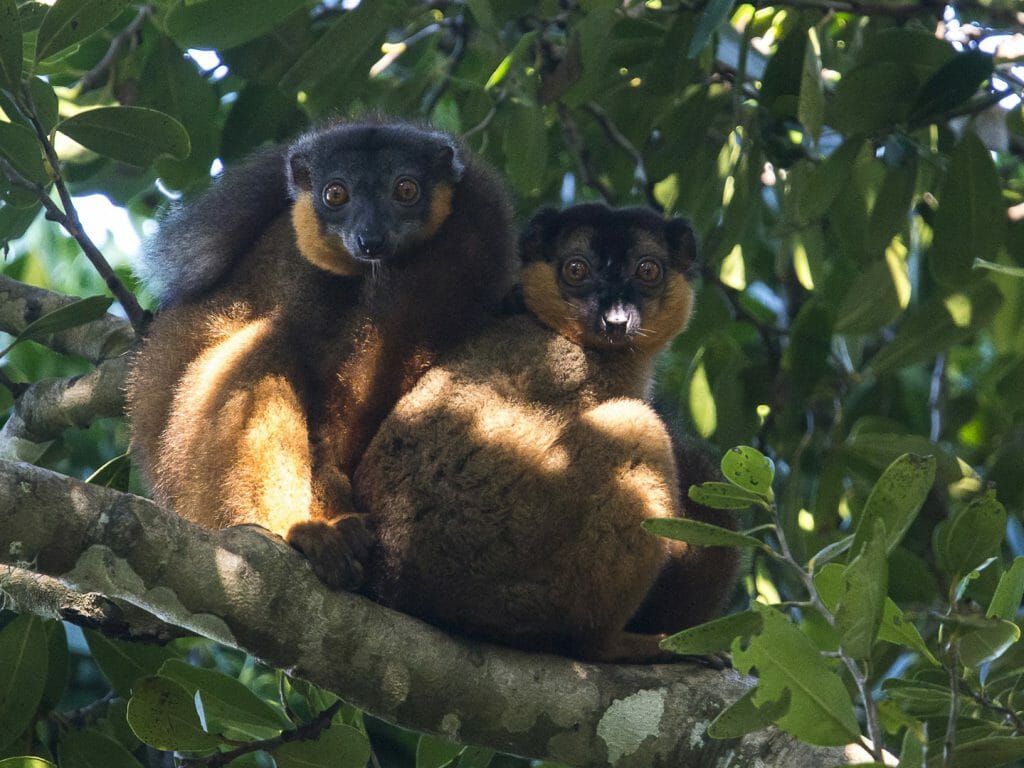 Manafiafy, lemurs