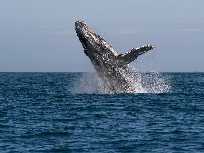 Manafiafy, Whale breaching,