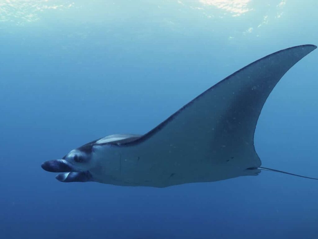 Manta rays, freediving, Indonesia, I am water