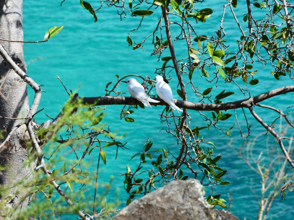 White Birds, Fernando de Noronha, Brazil