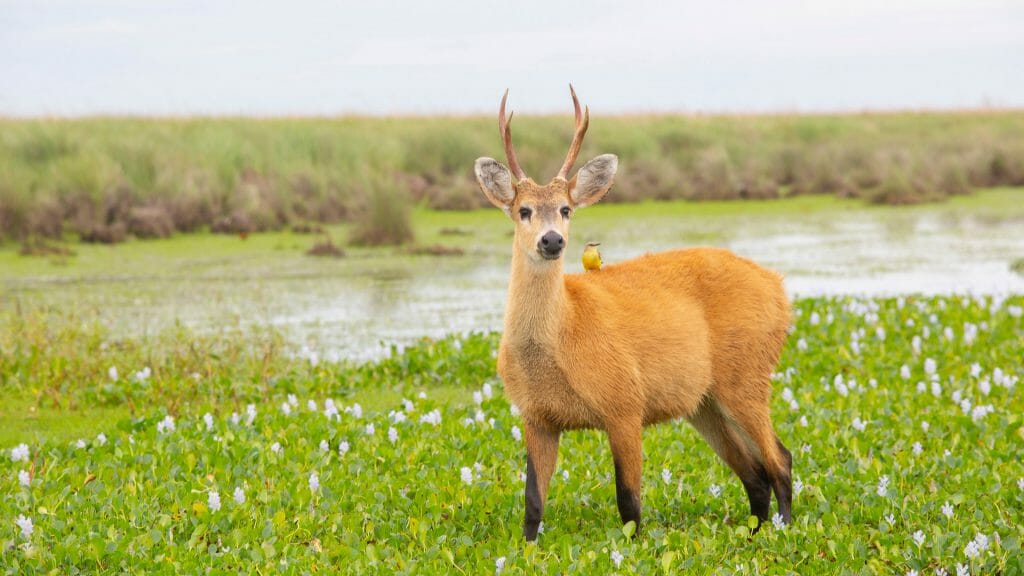 Marsh deer in the Ibera Wetlands, Argentina