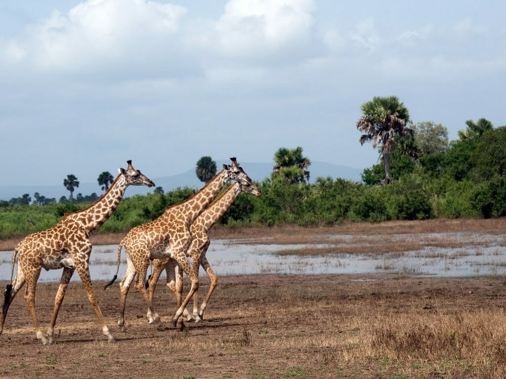 Masaai giraffes, Selous Game Reserve, Tanzania