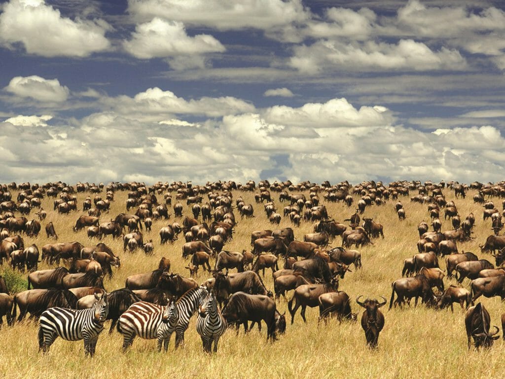 Migration, Serengeti, Tanzania