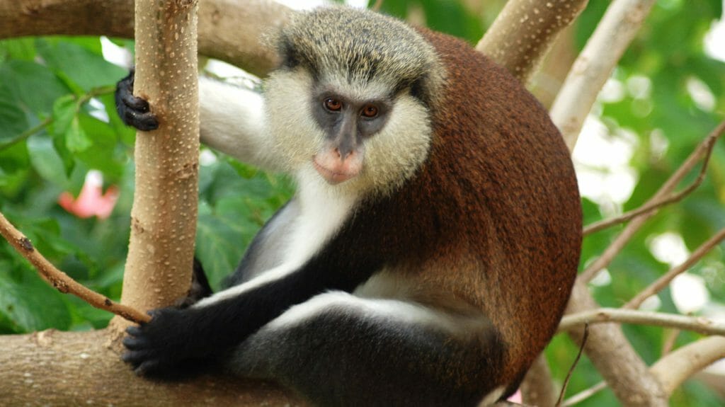 Mona Monkey, Grenada