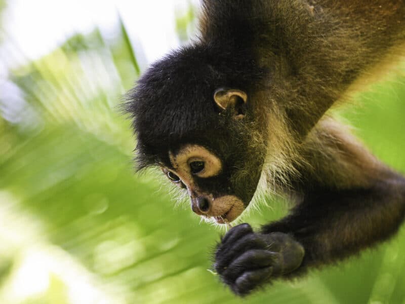 Monkey, Costa Rica
