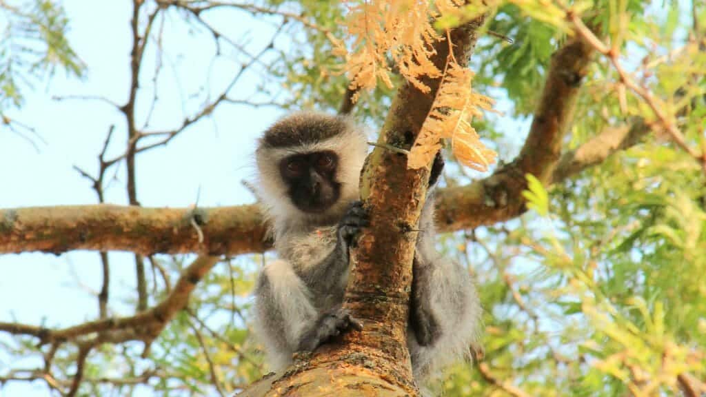 Monkey, Ndali Lodge, Kibale