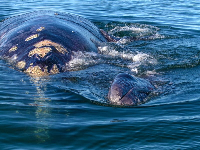 Mother and calf humpback whales in Ojo de Liebre Lagoon