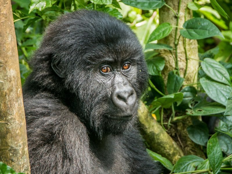 Mountain gorilla, Virunga National Park, Democratic Republic of Congo