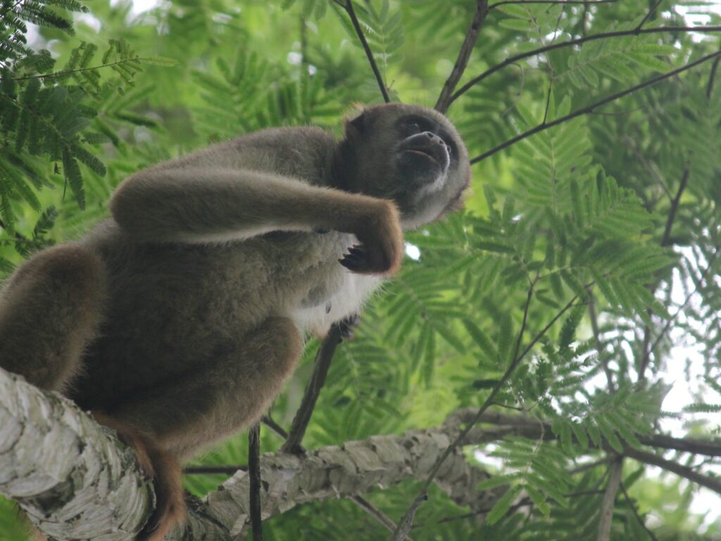 Muriquis spider monkey, Brazil
