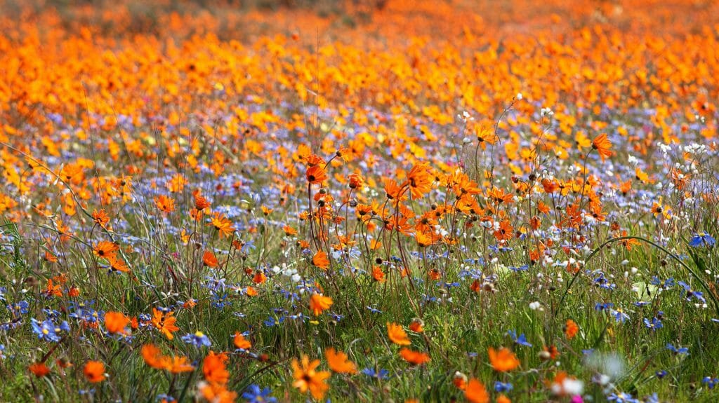 Namaqualand, Eastern Cape, South Africa