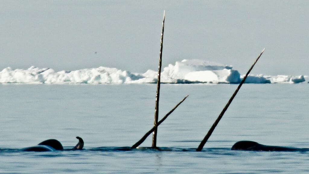 Narwhal Tusks in the Arctic Sea, Canadian Arctic