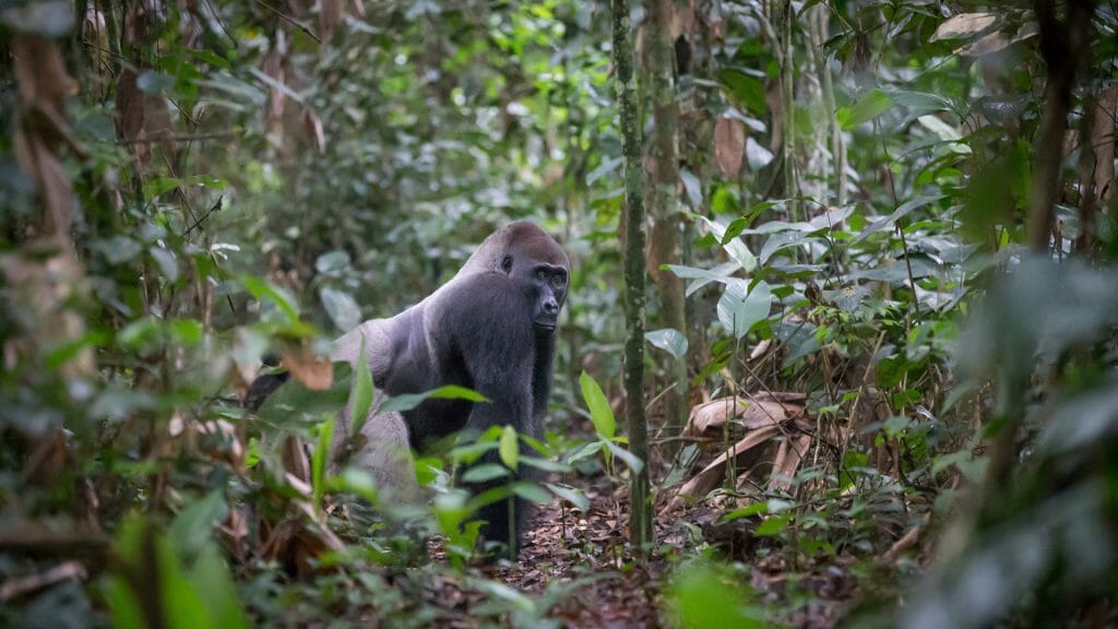 Neptuno Group lowland gorilla Silverback, Ngaga Camp, Odzala, Rep of Congo