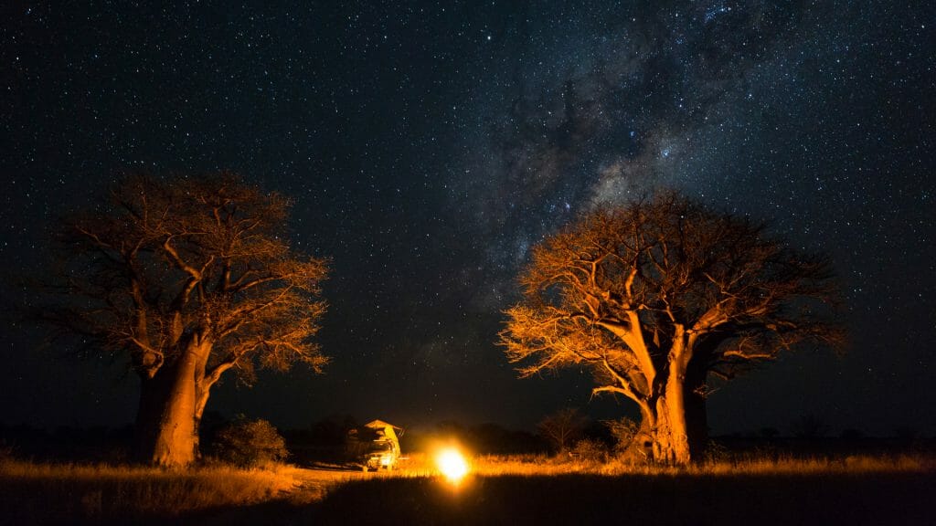 Baobabs under night sky, Kalahari, Botswana