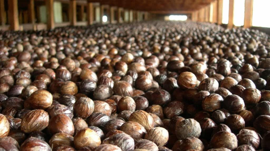 Nutmeg Drying, Grenada