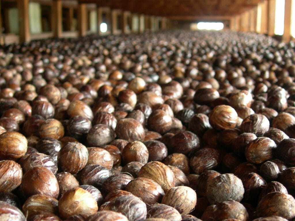 Nutmeg Drying, Grenada