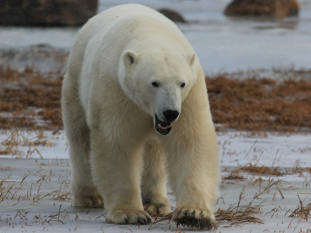 Oncoming polar bear, Seal River, Churchill, Canadian Arctic