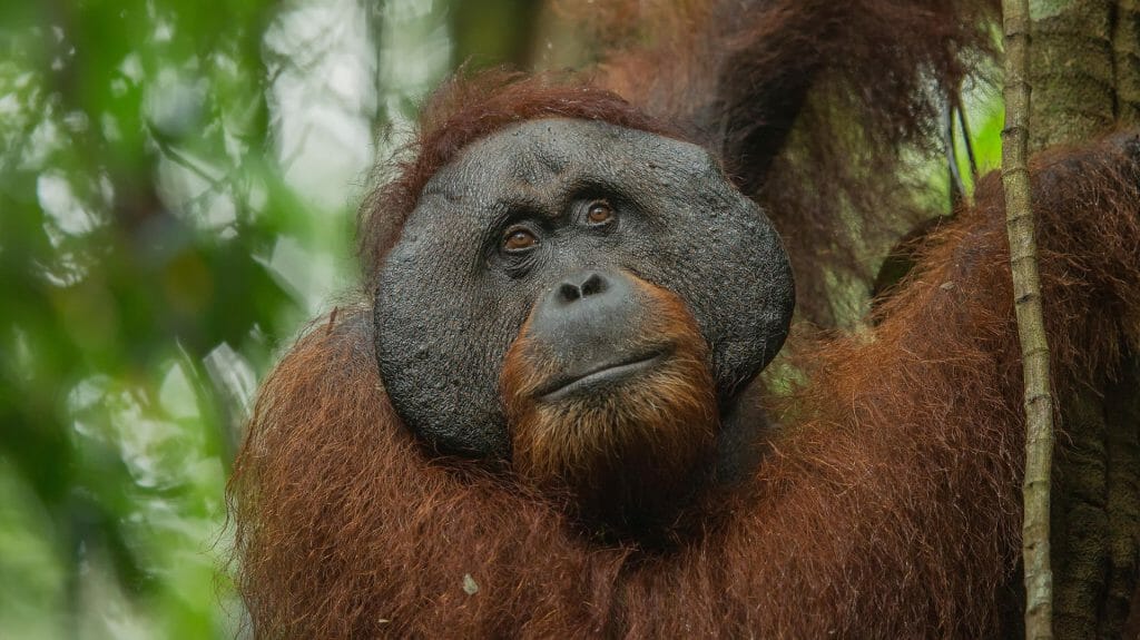 Orangutan, Borneo Expedition, Sabah, Borneo