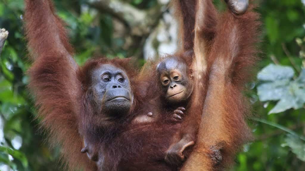 Orangutan mother with baby