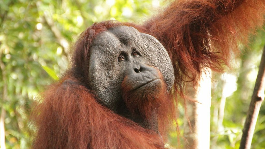 Orangutan, Pangkalan Bun, Indonesia