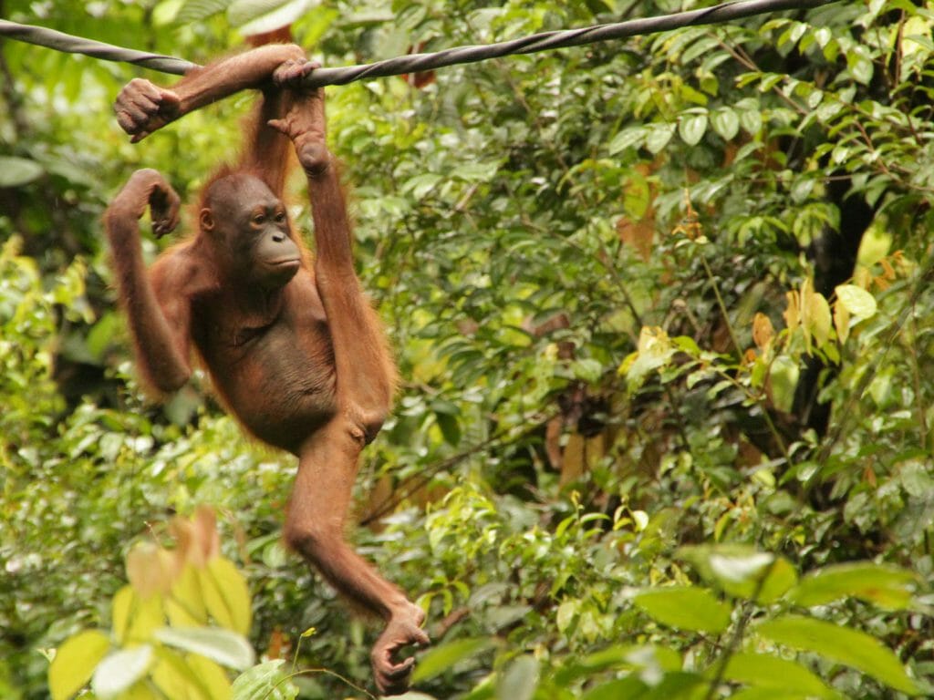 Orangutran Hanging from Vine, Pangkalan Bun, Indonesia