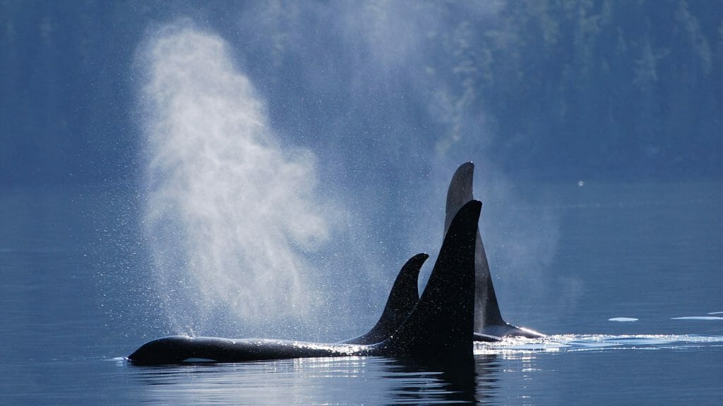 Orcas, Canada