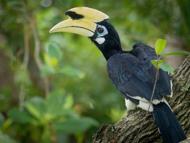 Black and white hornbill with yellow beak and blue rimmed eyes, sat on tree.