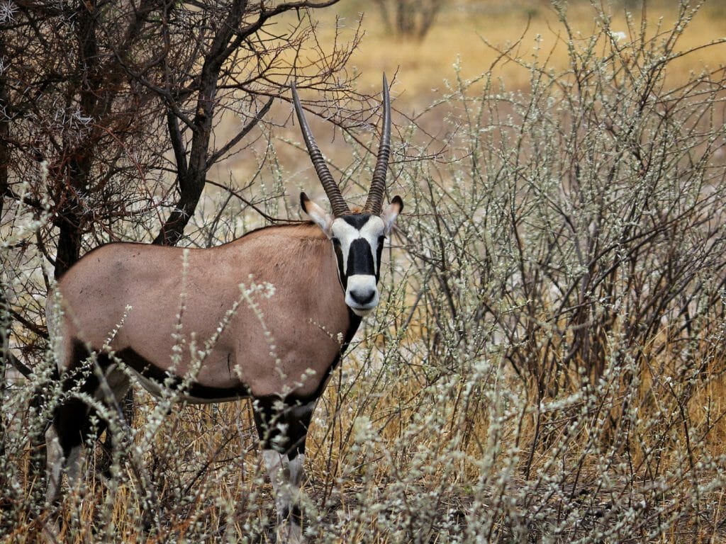 Oryx, Tau Pan, Kalahari, Botswana