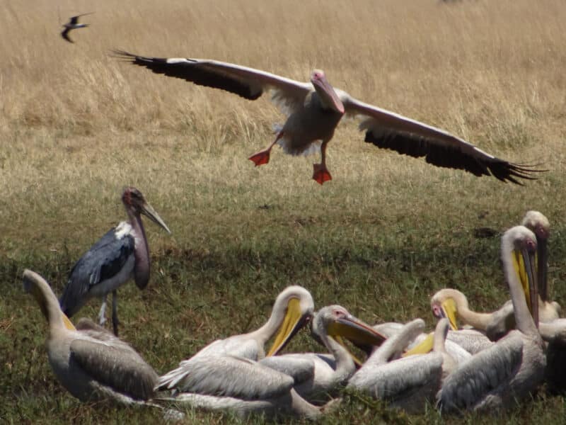 Pelicans, Liuwa Plains National Park, Zambia