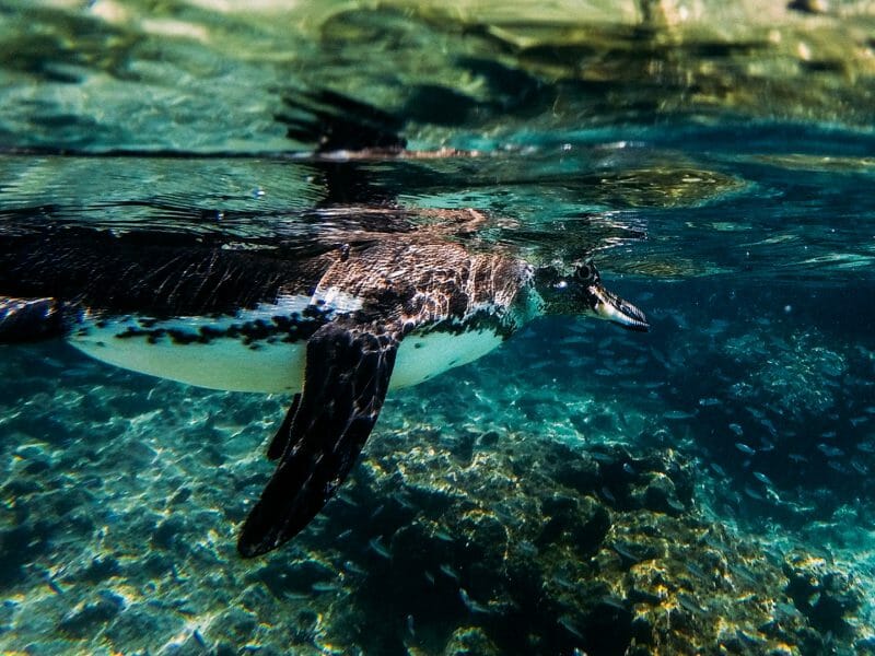 Snorkelling with Penguin, Galapagos Islands