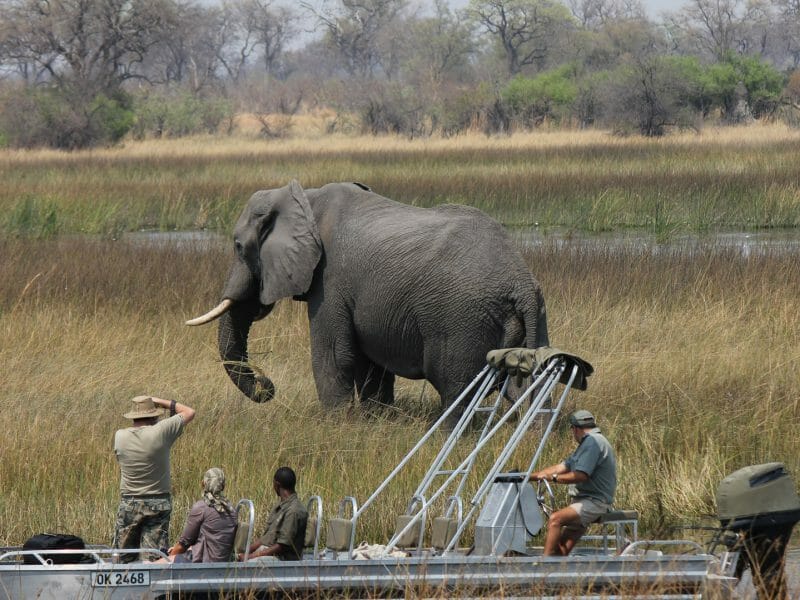 Photographing elephant from boat, Motswiri Camp, Selinda Reserve