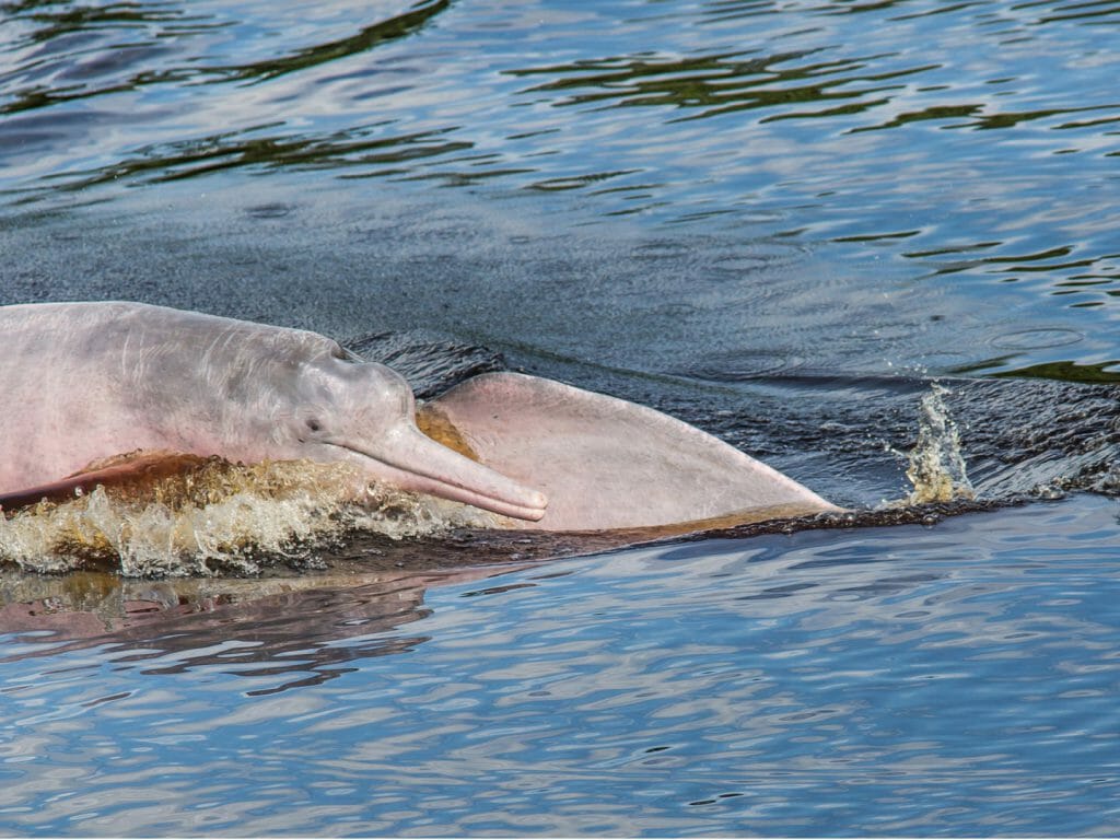 Pink Dolphins, Samiria National Reserve, Amazon Rainforest, Peru