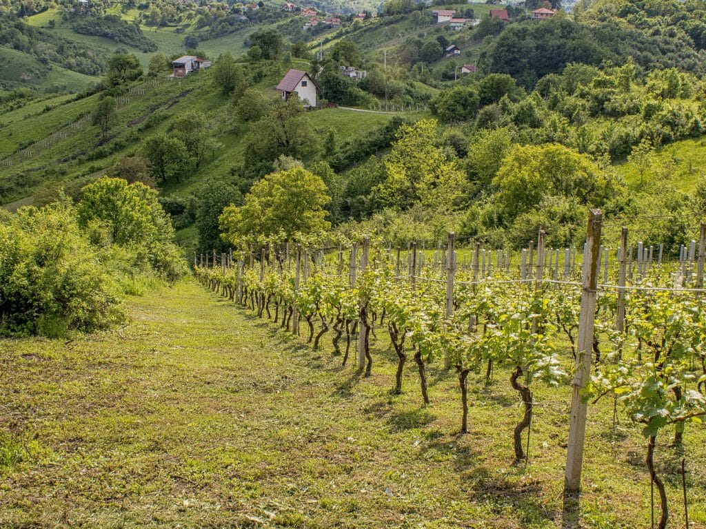 Plesivica, Vineyards, Zagreb, Croatia