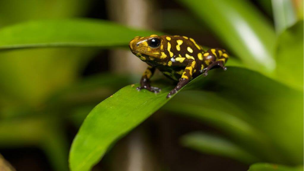 Poison dart frog, Ecuadorian amazon