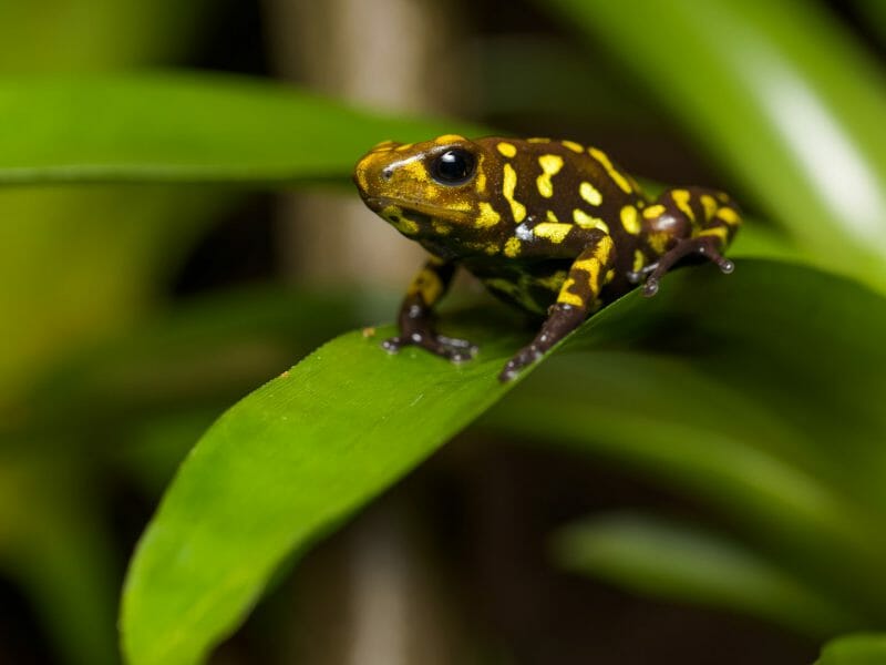Poison dart frog, Ecuadorian amazon