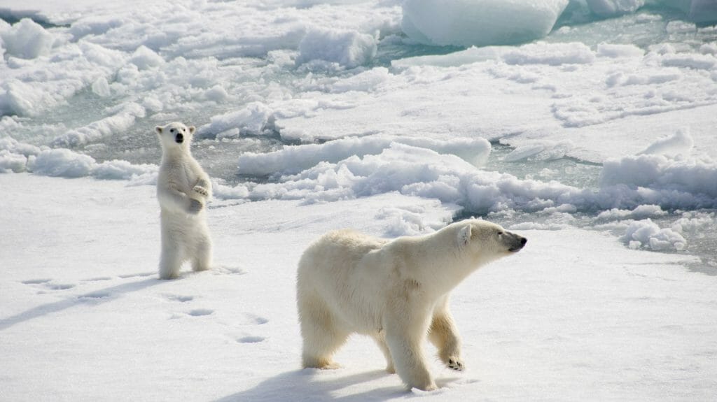 Polar Bear and Cub, Canadian Arctic