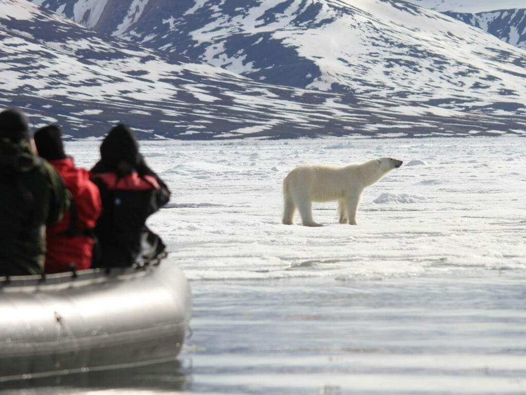 Polar Bear, Canadian Arctic