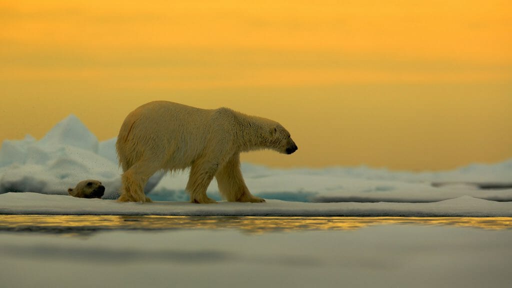 Polar bear on the drift ice with snow, with evening yellow sun, Spitsbergen, Norway