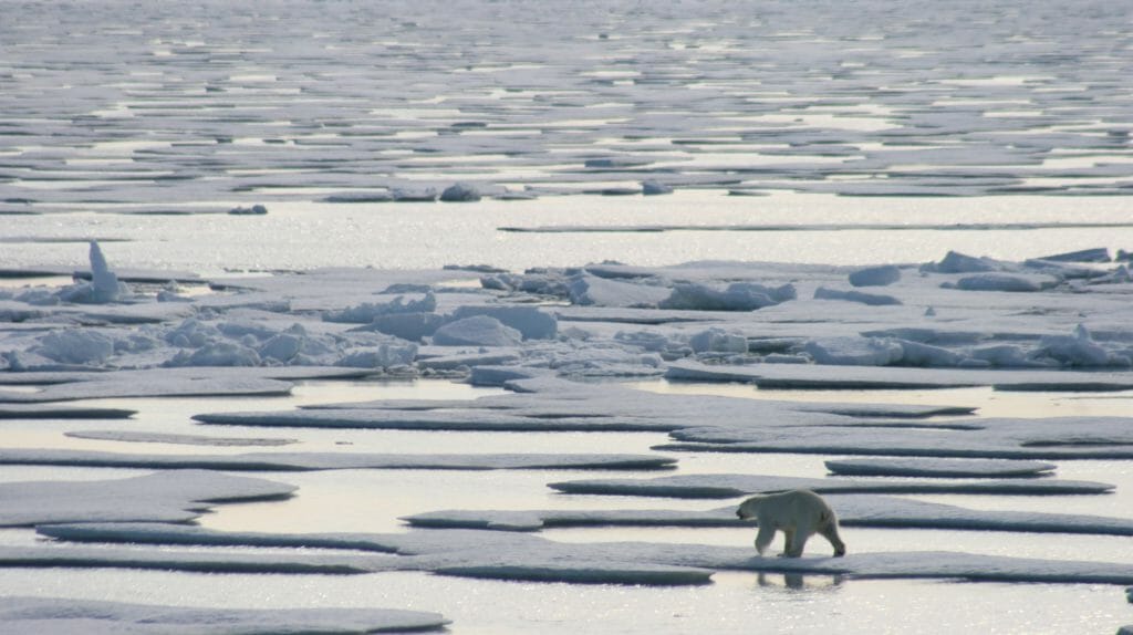 Polar Bear on Ice, Canadian Arctic