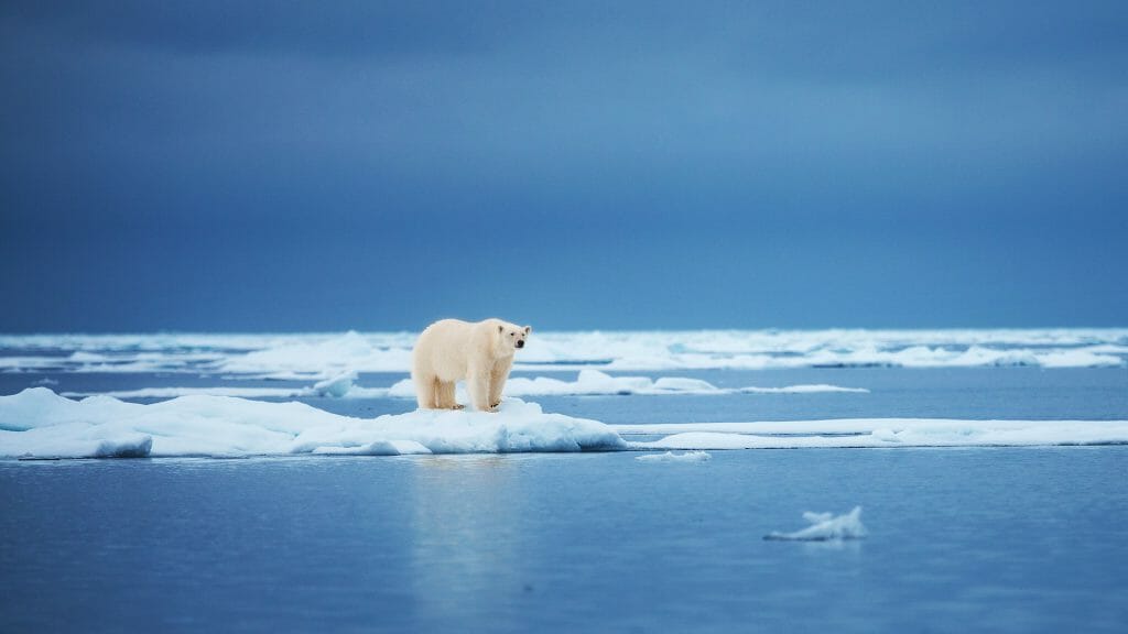 Polar Bear on Ice, Spitsbergen, Arctic