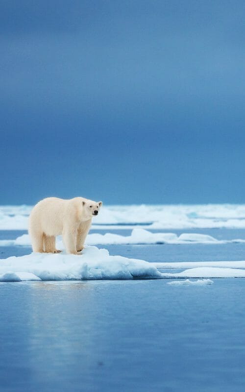 Polar Bear on Ice, Spitsbergen, Arctic