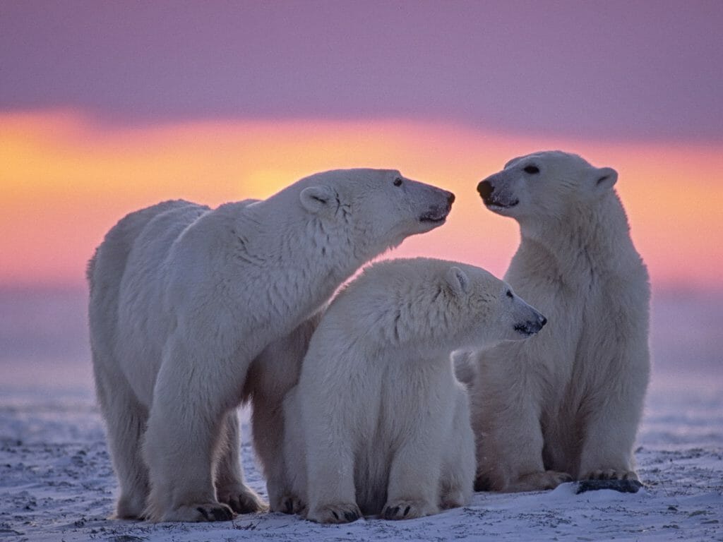 Polar Bears at Sunset, Canadian Artic