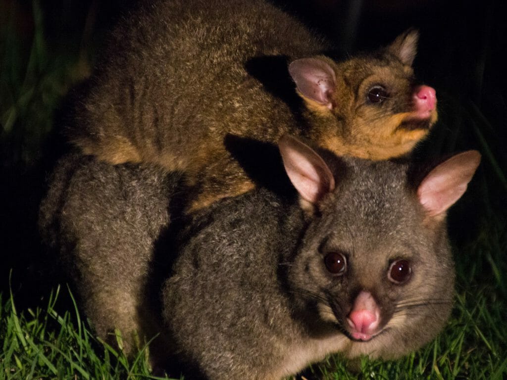 Possum & Joey, Tasmania, Australia