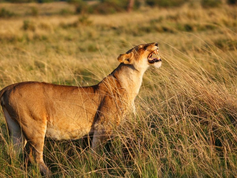 Pregnant lioness at dawn, Masai Mara, Kenya