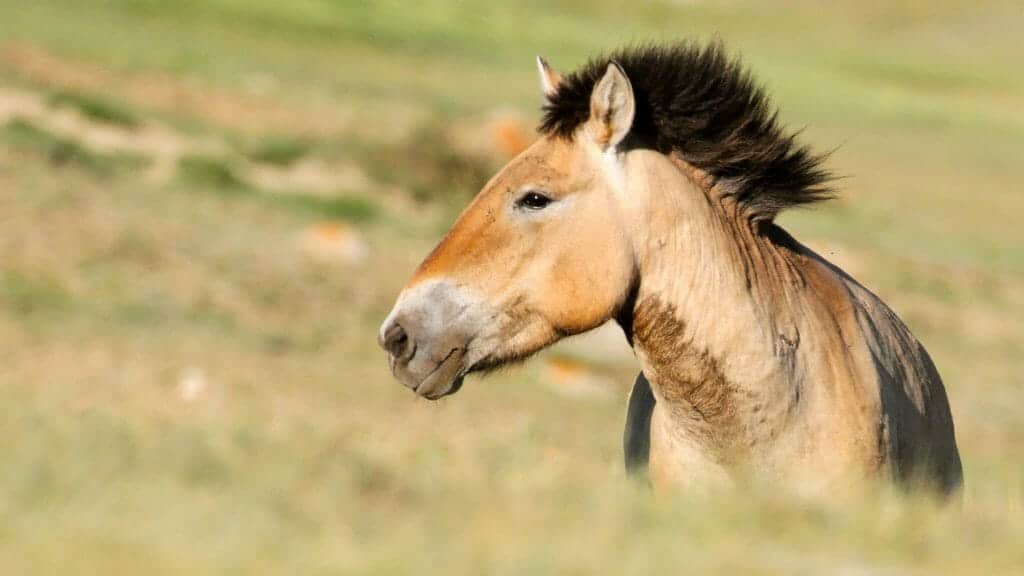 Close up of bay coloured przewalski horse with black mane.