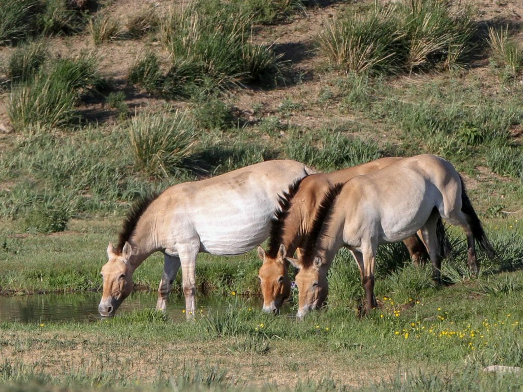 Three przewalski horses drinking on grassy steppe.