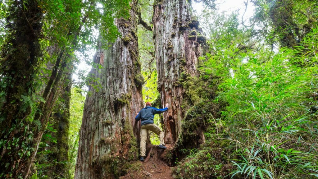 Pumalin Park, Carretera Austral, Chile